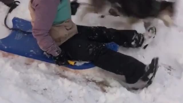 Husky dog puppy pulls little girl down hill on sled