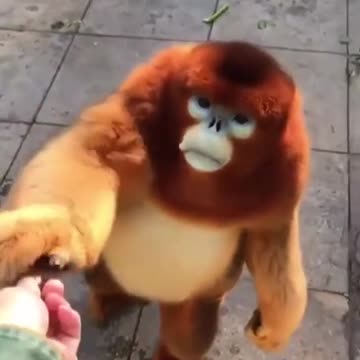 Ever seen a snub nose monkey before? 🐒