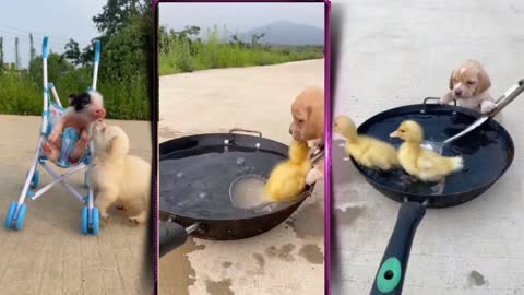 Baby Puppies Cute and Funny Dog Videos