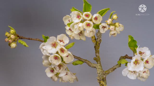 Flowers are blooming on the tree.