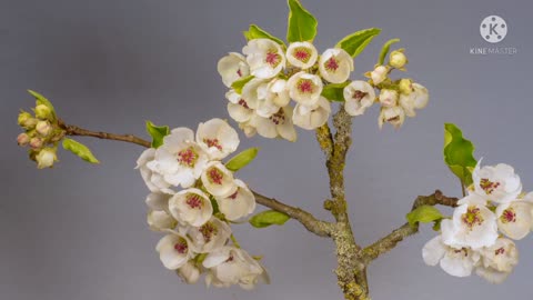 Flowers are blooming on the tree.