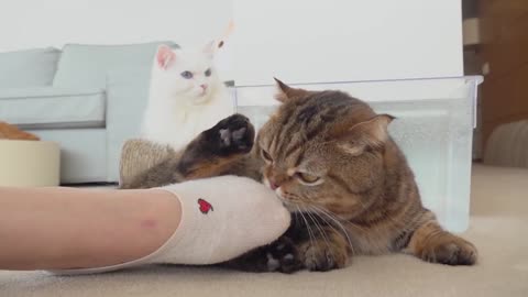 Cats vs Foot | Kittisaurus