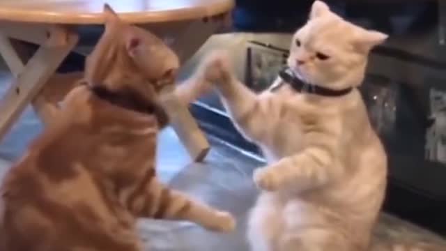 Funniest Animals - Best Of The 2021 Funny Animal Videos 🤣