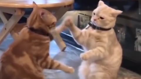 Funniest Animals - Best Of The 2021 Funny Animal Videos 🤣