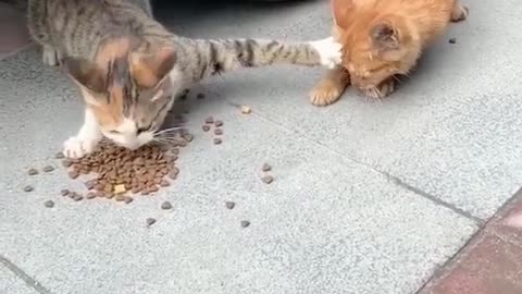 That's my Food!