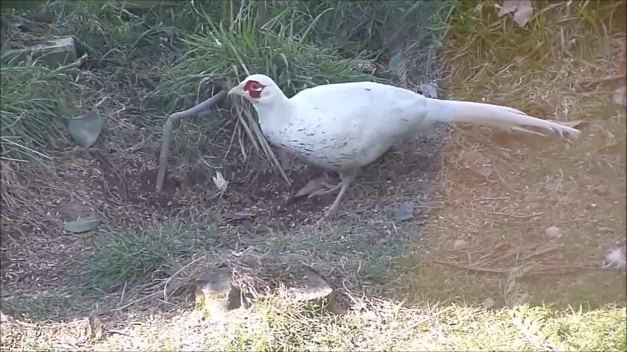 Beautiful Golden Pheasants and Wading Birds