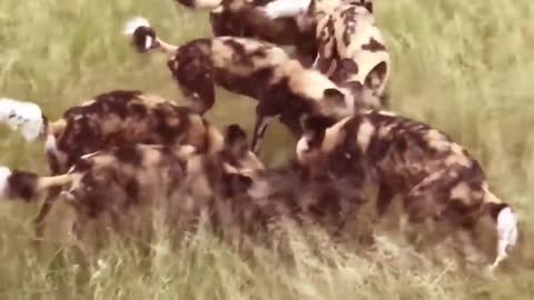 Attacks wild Animals, Battle Of Wild dogs