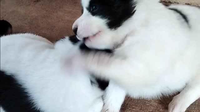 Cute Puppies