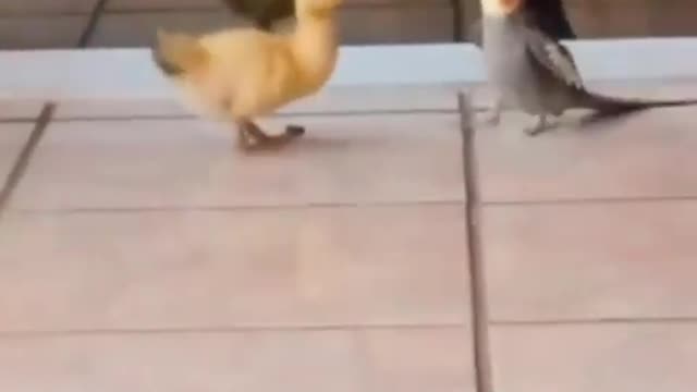 Duck with cockatiel walking in the house🦆