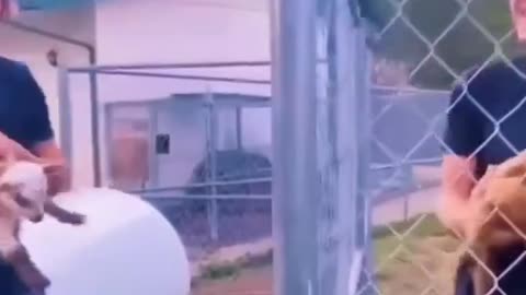 Animals just vibing