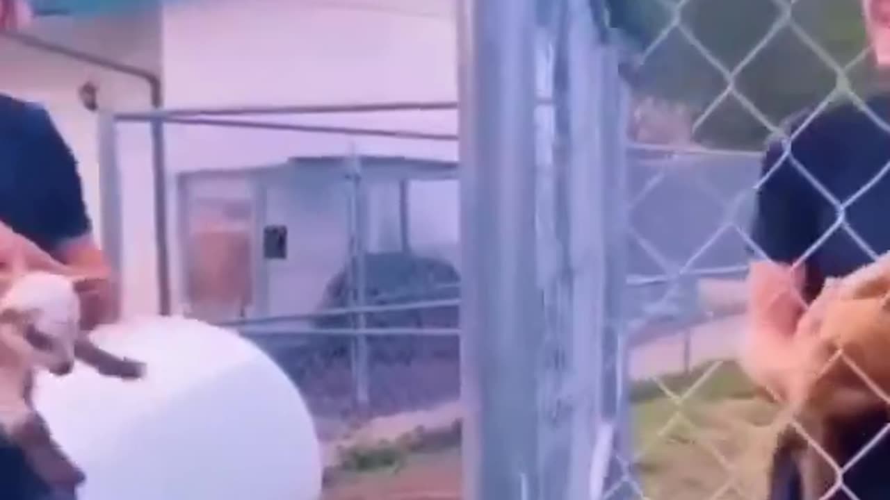 Animals just vibing