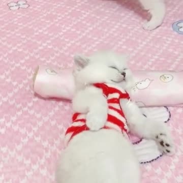 😍💓😍💓😍💓😍💓😍💓😍💓😍💓😍💓😍💓 #cats #shorts