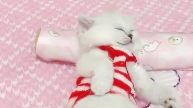 😍💓😍💓😍💓😍💓😍💓😍💓😍💓😍💓😍💓 #cats #shorts