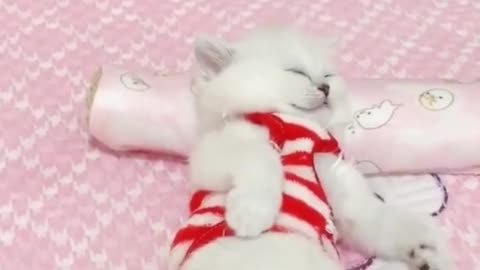 😍💓😍💓😍💓😍💓😍💓😍💓😍💓😍💓😍💓 #cats #shorts