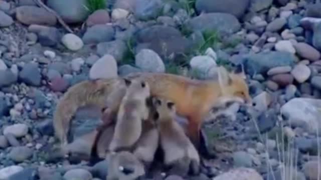 My God, how many foxes has this mother fox given birth to