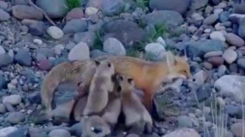 My God, how many foxes has this mother fox given birth to