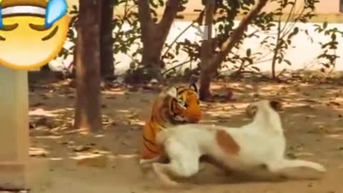 CUTE DOGS MEETS THE TIGER FOR THE FIRST TIME