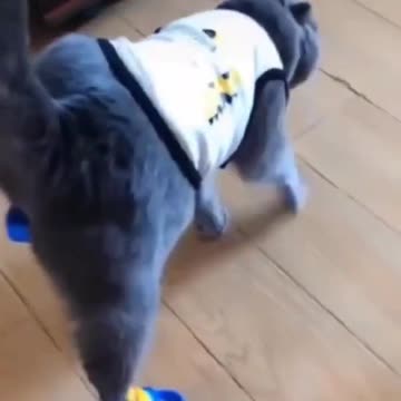 Funny Video Dog & cat funny videos | Funny Cat Dog Reaction Videos | Funny Animals Compilation