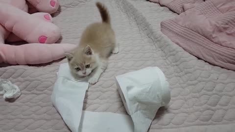 Cat vs toilet paper