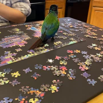 Rosie - Bird is a Puzzle Wrecker!
