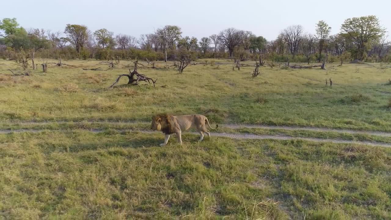 Best Drone on Botswana wildlife