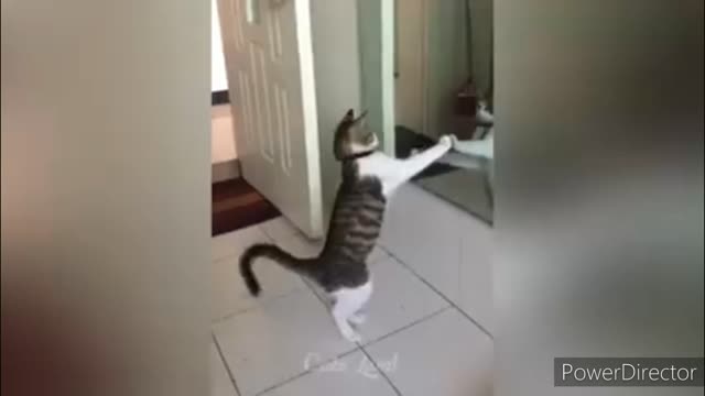 Funniest cats video 2022 #56