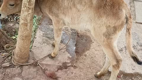 My cute animals and get very lovely