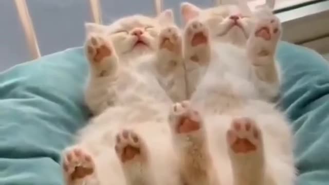 Funniest Cats And Dogs Videos - Best Funny Animal Videos 2021 🤣