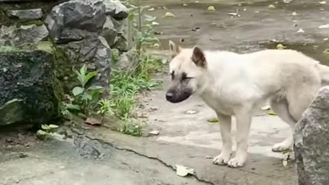 Dancing Dog Video!!