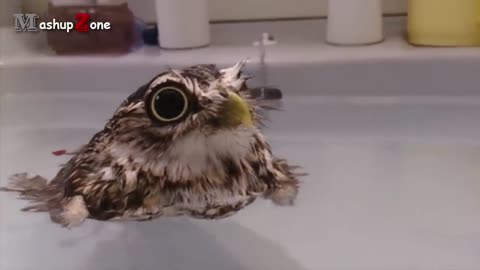 Funny cute Owl want to be a swimmer