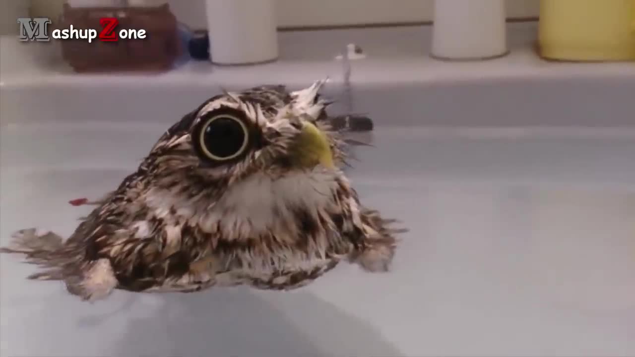 Funny cute Owl want to be a swimmer