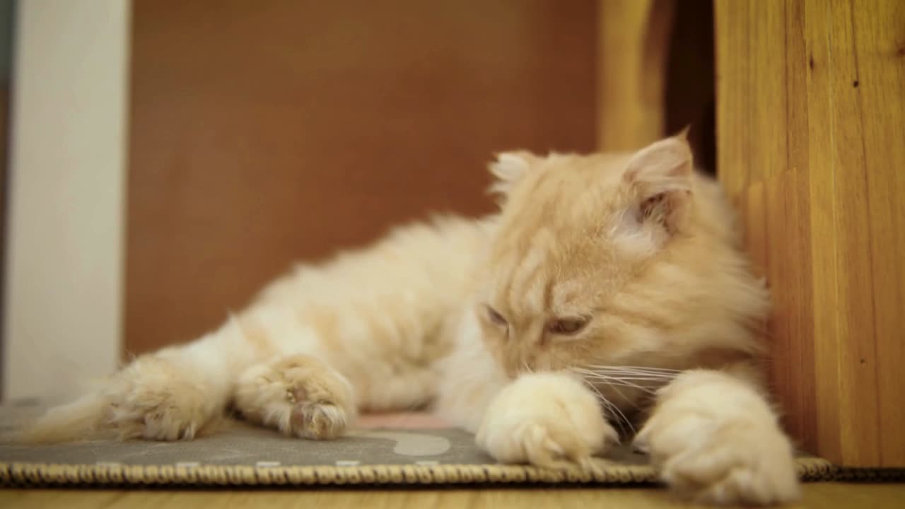 Purr-fectly Adorable Kitten Cuddles!