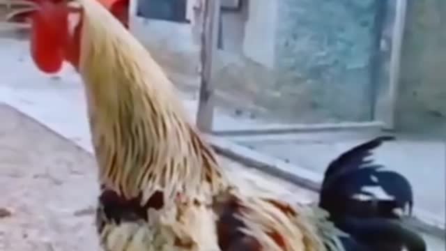 You will be very happy to see the action of this chicken