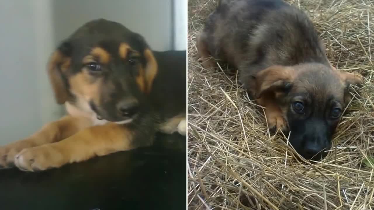 Some said the Dog was guarding her owner's grave.But one rescuer uncovered the mystery