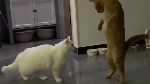 Funny cats and dogs