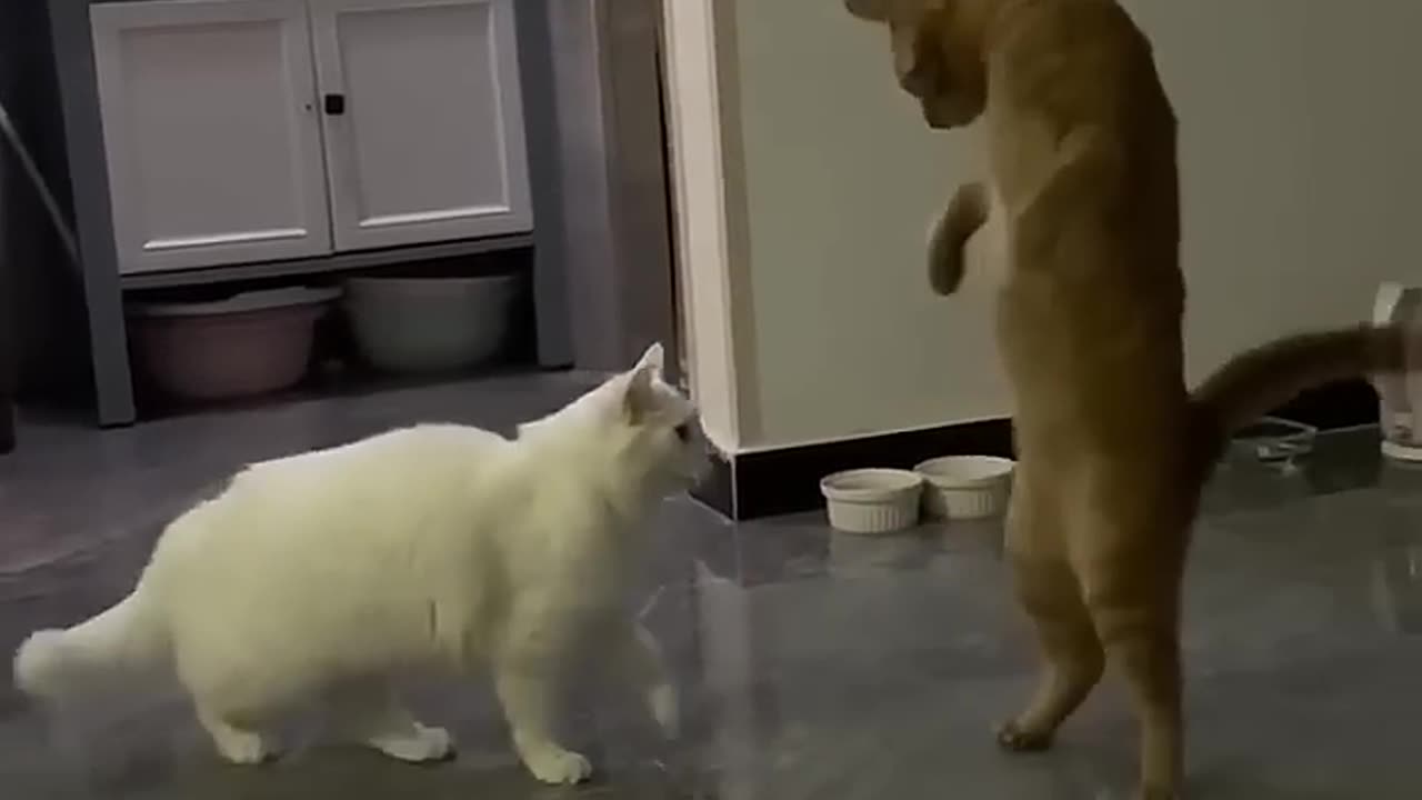 Funny cats and dogs