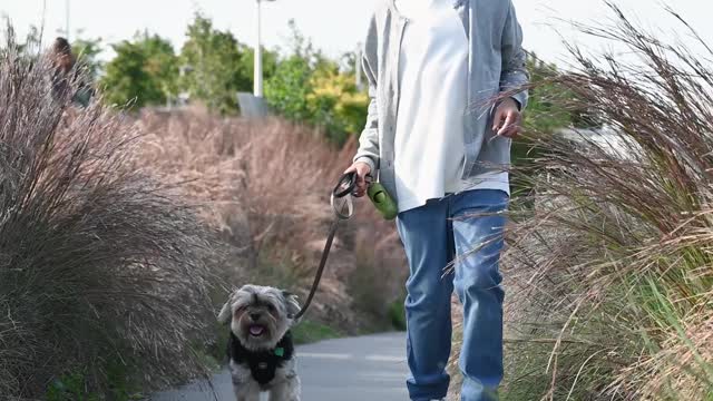 Dog & Owner Are Walking In Street Road.