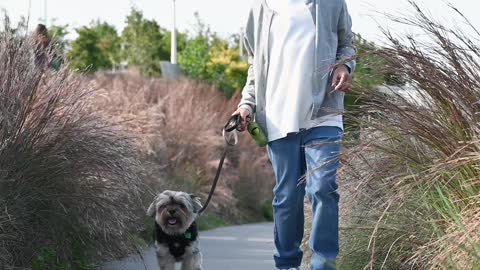 Dog & Owner Are Walking In Street Road.