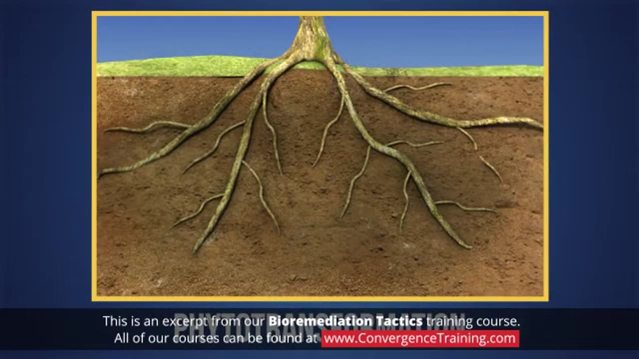 Bioremediation Tactics