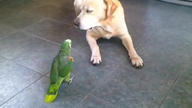 bird fucks dog lol