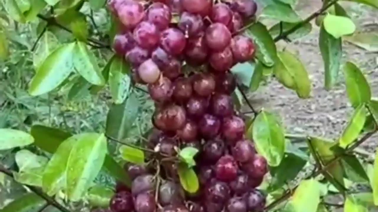 New technique for growing grapes #grape #grape_grafting #farming #viral #shorts