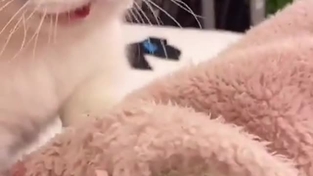 Cute Cats and Funny Animals Compilation 😹 Try Not To Laugh Challenge - Cute Cat 062