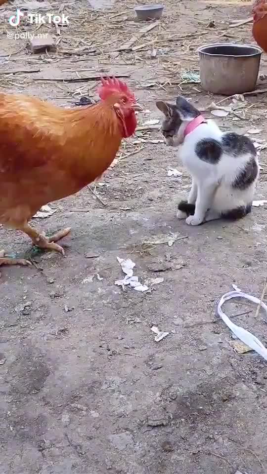 Kitten and hen both are kung-fu fighters