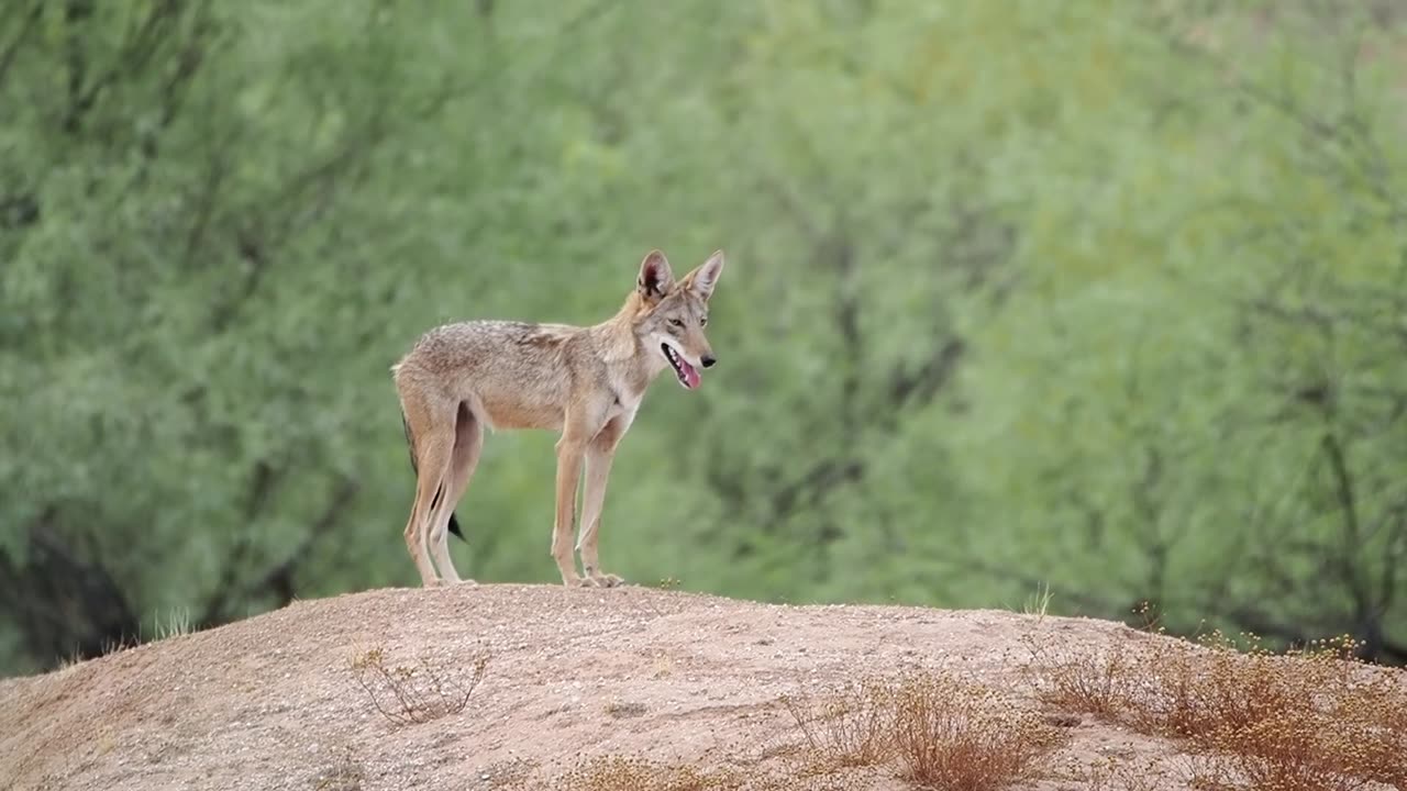 A Lone Coyote Hunting