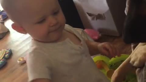 Baby place toys on dogs head