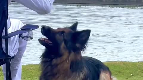 Dog training video_Satisfying Shuvankar100_Original Satisfying Videos PART - 6