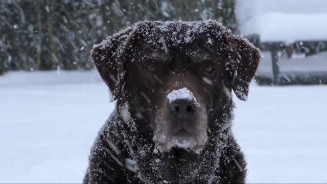 A huge black dog in the snow