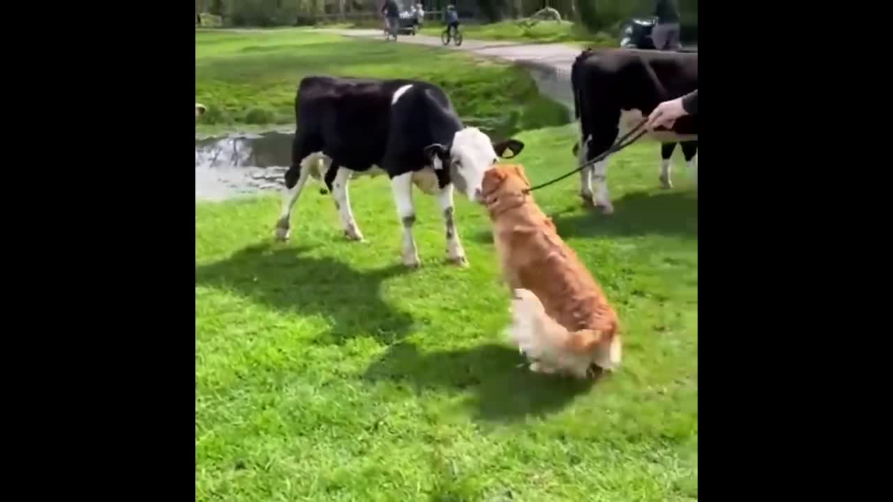 Funniest & Cutest Golden Retriever Puppies - 5 Minutes of Funny Puppy Videos 2022 #1