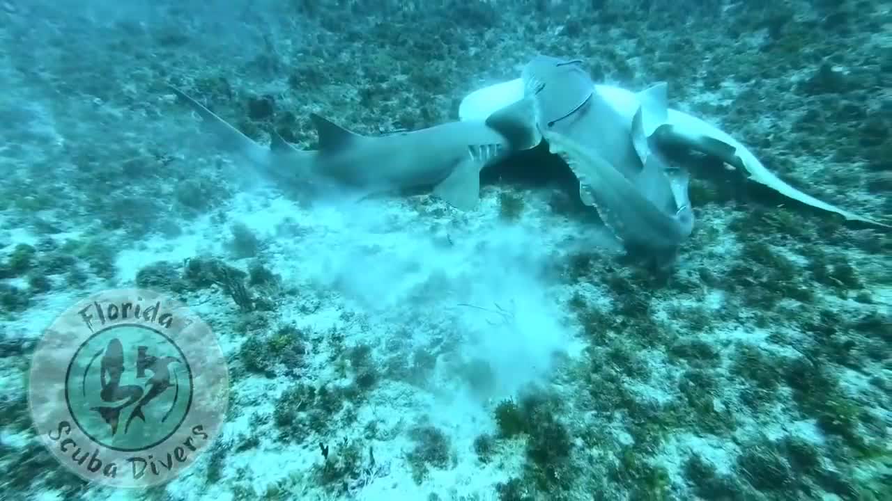 Shark vs. Shark