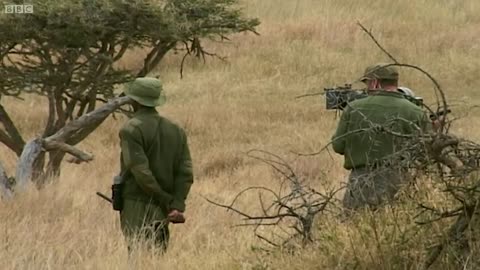 Curious Cheetah Cubs Take On A Rhino | BBC Earth